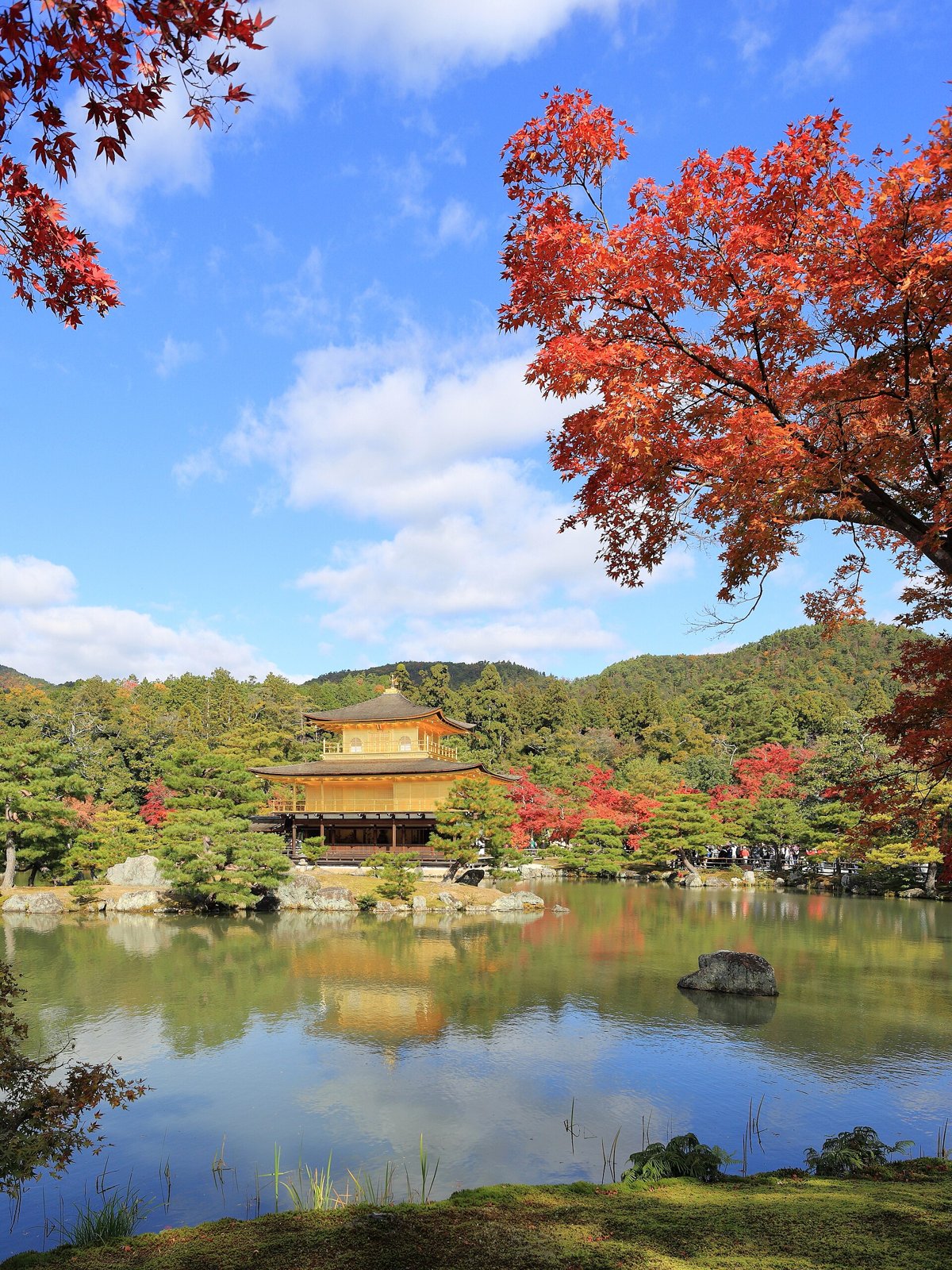 Goldener Pavillon des Kinkaku-ji am Teich mit Herbstlaub